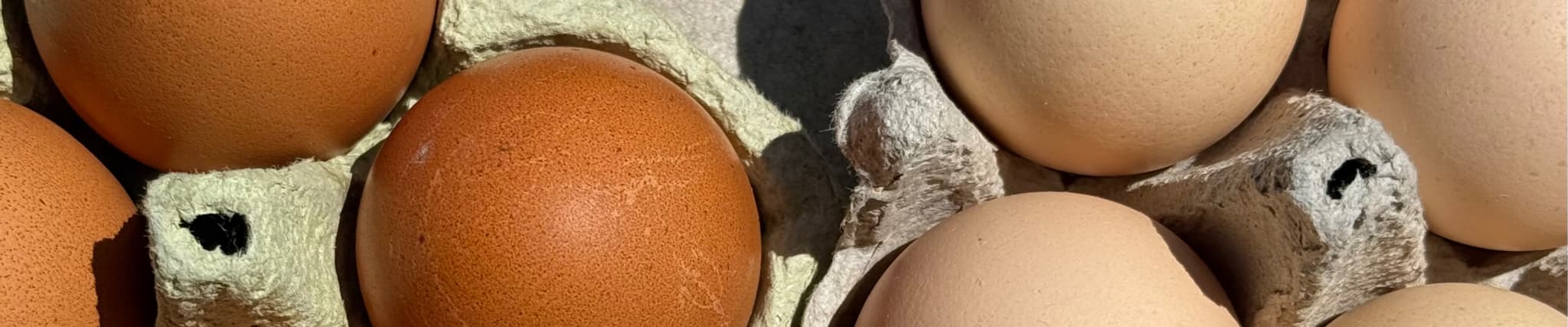 Pasterizirani bjelanjak