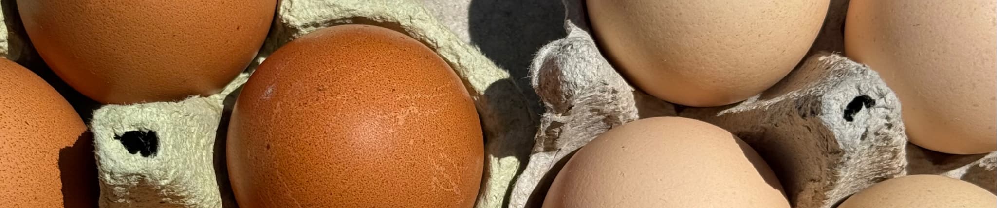 Pasterizirani žumanjak