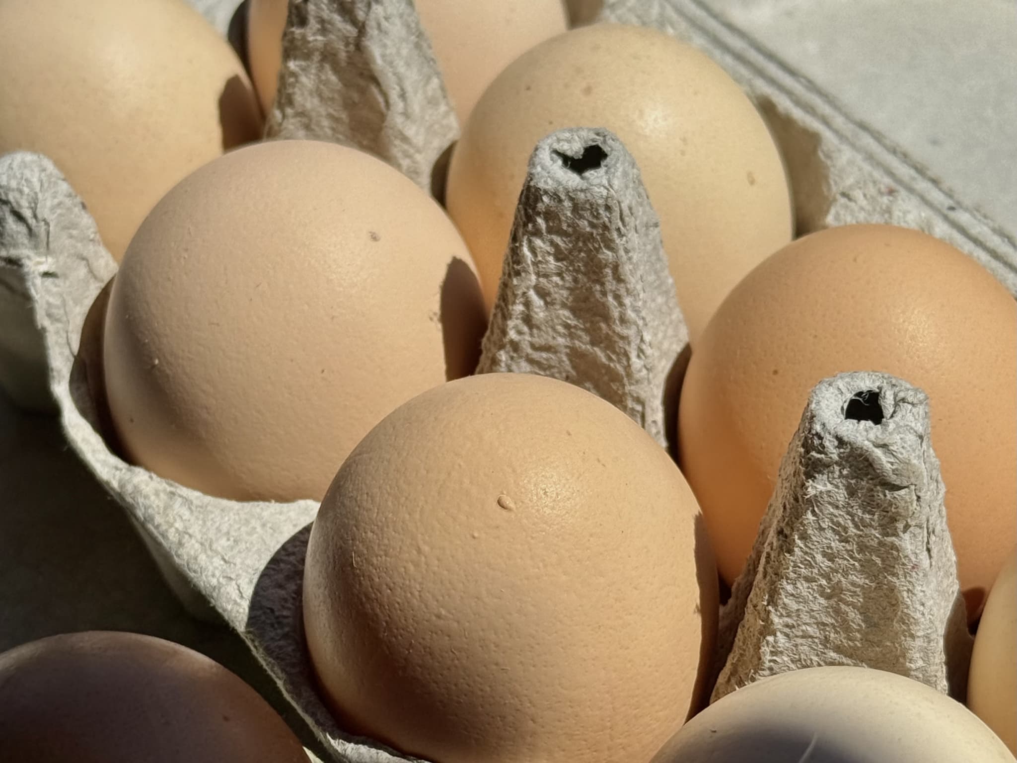 Zašto su jaja iz podnog uzgoja važna u tjestenini?